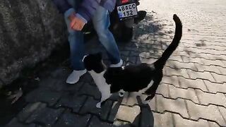 The Most Eager Stray Cat I've Ever Seen to Be Petted