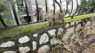 Tabby cat is asking us for food with its trilling meows 2