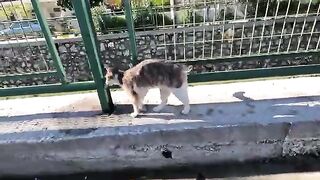 Stray cat with a magnificent coat is meowing for love