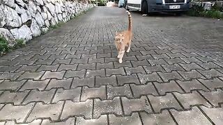 Paws Speaking: The cutest way to ask for love