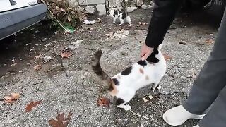 Very hungry stray cat doesn't want to share its food with with other cats