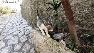 The very hungry kitten began to purr as it gained trust in me