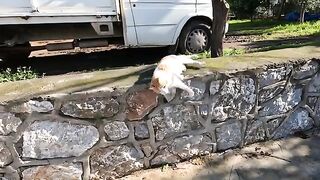 Stray cat that always greets me by rolling on the ground almost fell off the wall