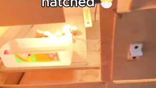 Just Hatched ???? Our Chick Finally Arrived