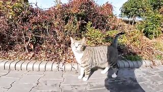Unreleased cat videos taken this week all released 6
