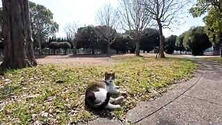 A cat in the park is fascinated by a small insect... A precious moment of innocence