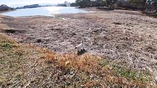 A cat was exploring the bottom of a pond after the water had disappeared, and suddenly came up to get petted.
