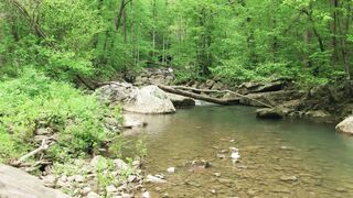Winter Coat - rocky river in the woods | Trending HD Video