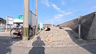 Cats relaxing at the ferry terminal on Ainoshima Island... They've completely forgotten about their wild side and are at their most soothing.