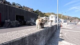The cats gathered on the breakwater at Cat Island's harbor were so cute!
