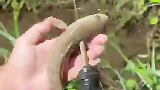 Looking for a fish or eel.. Thanks for watching..!! 26