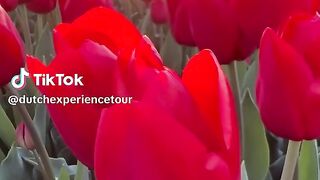 Beautiful scenery of flowers 2