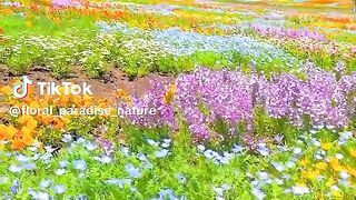 The flowers 3