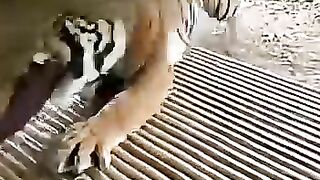 Harimau Tiba Tiba serang Manusia