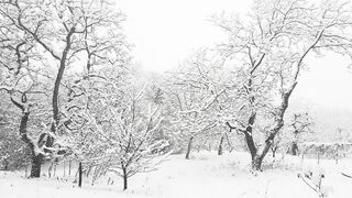 Winter Coat - a woodland area with heavy snowfall | Trending HD Video