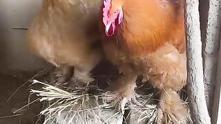 Chiken mania