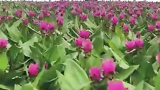 Beautiful harvesting