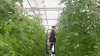 Tomato grafting