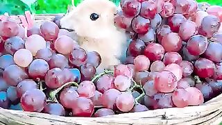 Bunny eat grapes.mp4.2026