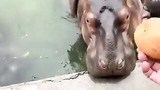 Hippo care for food.mp4/2026