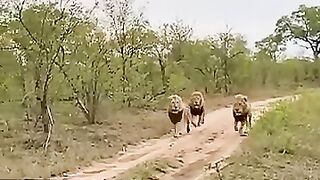 Three Male Lions on the Run!.mp4.2026