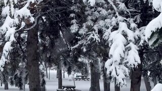 Winterhalter - serene snow covered picnic spot in winter forest | Trending HD Video
