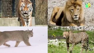 Fight Between Lion and Black Panther.mp4.2026