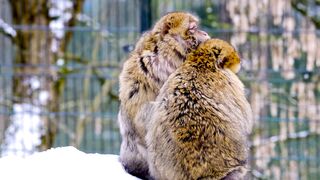 Winterhalter - id | Trending HD Video 42