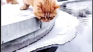 dog and cat live together.mp4.2026