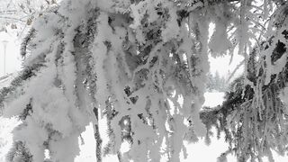Snow boot - snow covered tree in the mountains | Trending HD Video