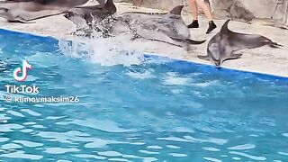 Amazing Dolphin