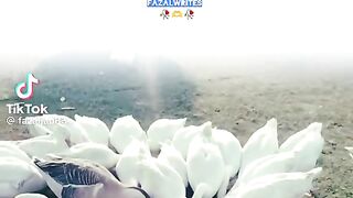 Golden Words 12