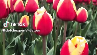 The scenery of beautiful flowers