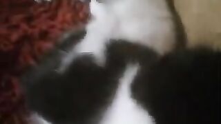 4 Anak Kucing di Telantarkan Induknya
