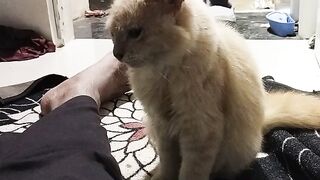 Menjilati kaki yang sakit