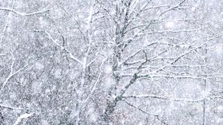 Winter solstice - video of snowfall | Trending HD Video