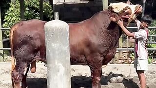 Bull vs Man Showdown!