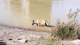 كلب المنيلوا dog maniloua