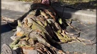 Iguana blanket warming incident