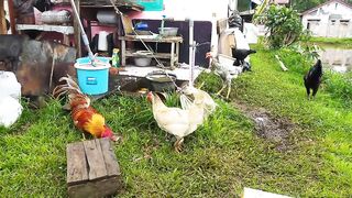Ayam musangking
