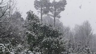 Winterhalter - winter s touch on a citrus grove | Trending HD Video