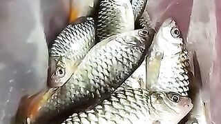 Tody fresh fish fry