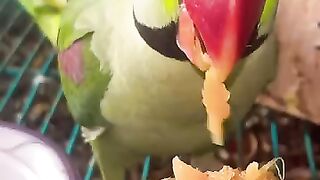 Chikoo eating perot
