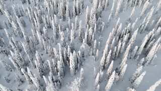 Winter Coat - aerial view of snowy finnish winter forest | Trending HD Video