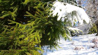 Winterhalter - close up of a snow covered pine in a winter landscape | Trending HD Video
