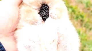 Little pet rabbit lying in the palm
