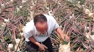 A beautiful fruit in the country field is very fun. 2