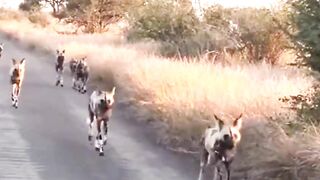 The African wild dog is designed to travel