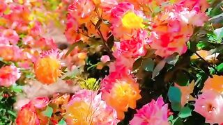 Beautiful flowers 31