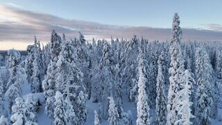Winterhalter - aerial winter landscape of snowy finnish forest | Trending HD Video